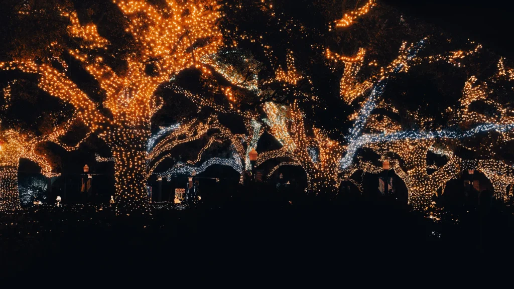 Lots of trees with their trunks and branches wrapped in Christmas lights.