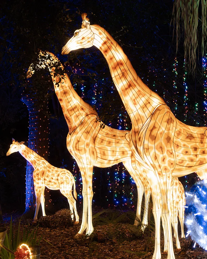 Illuminated giraffes in festive display