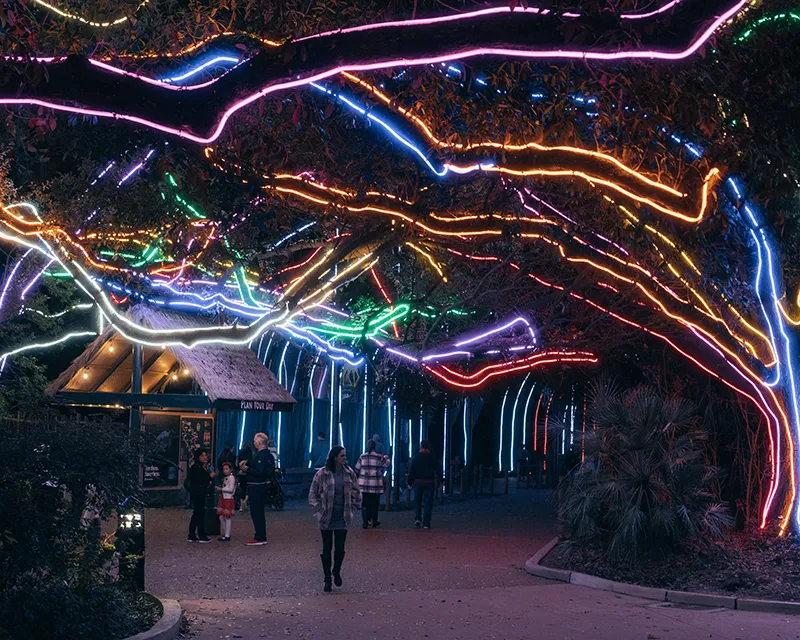 Colorful lights strung across tree branches illuminating a festive pathway.