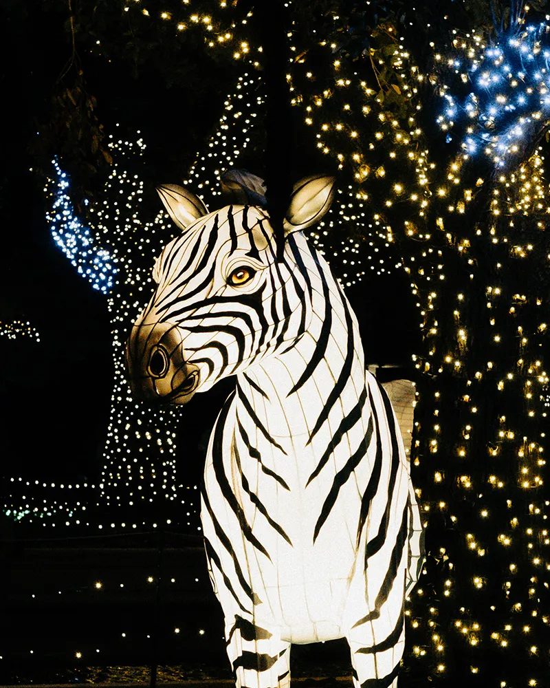 Illuminated zebra under Christmas lights wrapped around branches.